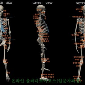 올바디코어코스(입문자과정)